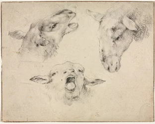 Têtes de moutons
