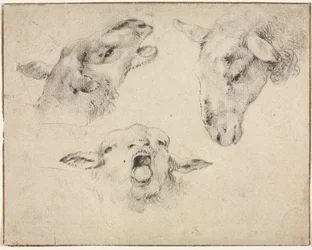 Têtes de moutons, deuxième ou troisième quart du 19e siècle