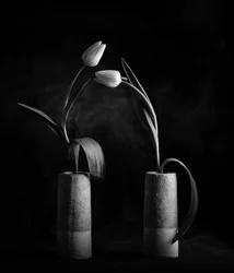Élégantes tulipes noires et blanches