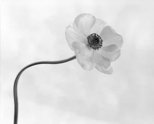 Gracieuse fleur d