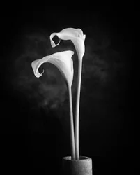 Arums monochromes