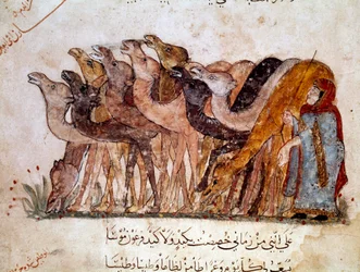 Un groupe de chameaux et de dromadaires, caravane dans le désert. Page de « Maqamat » (Séances), poème picaresque du 11e siècle par le poète arabe Abu Mohammed al-Kasim ibn Ali Hariri (ou Al-Hariri ou Al Hariri) (1054-1122) illustré par Al-Wasiti (al-Wasit
