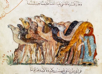 Ms Ar 5847 f.101, Troupeau de chameaux, tiré d