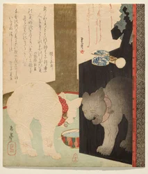 Chat blanc reflété dans une commode laquée