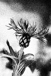 Délicate esquisse de fleur