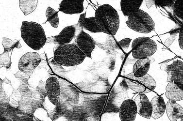 Canopée de feuilles monochrome