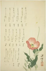 Deux Coquelicots