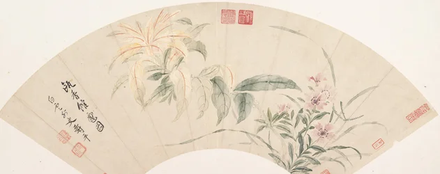 Œillets et Amaranthus