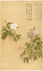 Pivoines