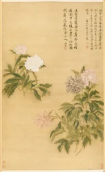 Pivoines, 1685