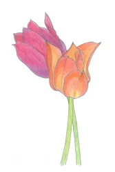 Duo de tulipes colorées