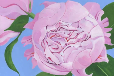 Fleur de pivoine rose