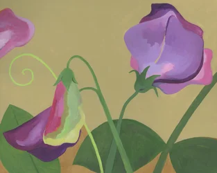 Fleurs de pois de senteur violettes