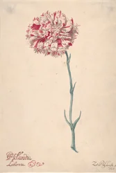 Œillet Hollandia Liberata