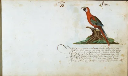 Perroquet