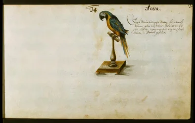 Perroquet