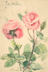 Deux roses