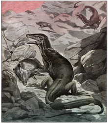 Varan d