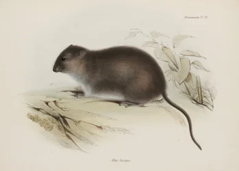 Rat brun ou à pieds bruns, Australie, vers 1832-1836