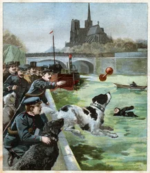 Chien sauveteur