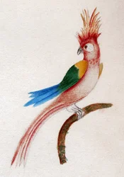 Perruche huppée