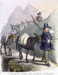 Traversée des Andes avec des serons de cochenille
