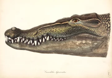 Crocodile estuarien ou d