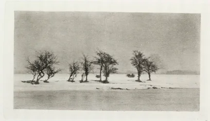 Arbres épineux noueux