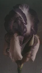 Iris germanique