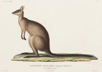 Kangourou, Nouvelle-Galles du Sud, Australie