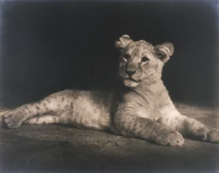 Lionceau