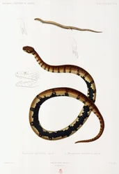 Lézard et serpent à capuchon, Algérie