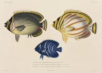 Poisson-papillon maille et orné, et poisson-ange, Pacifique Sud