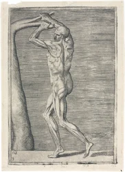 Étude anatomique des muscles masculins; homme cassant une branche, c 1555