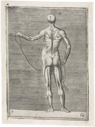 Étude anatomique des muscles masculins; homme tenant une corde, c 1555