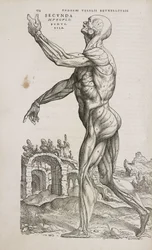 Muscles Vue latérale des muscles superficiels du corps humain masculin