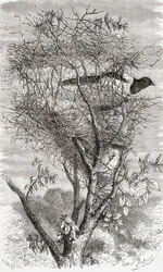 Nid de la pie bavarde eurasienne