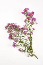 Fleurs roses de l