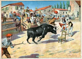 Taureaux en Camargue
