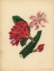 Le beau Cactus, Horreur
