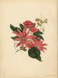 La passiflore racémeuse, Passiflora racemosa, Superstition religieuse
