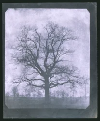 Arbre en hiver, milieu du 19e siècle