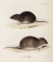Deux types de souris, vers 1832-1836