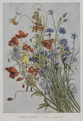 Fleurs Animées. Bluets et Coquelicots.