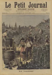 La vendange