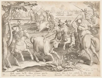 Capture de taureaux sauvages