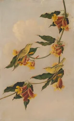 Paruline Jaune