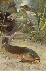 Poisson-chat électrique, Bichir, Poisson-coffre