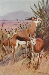 Springbok
