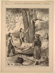 Récolte de châtaignes